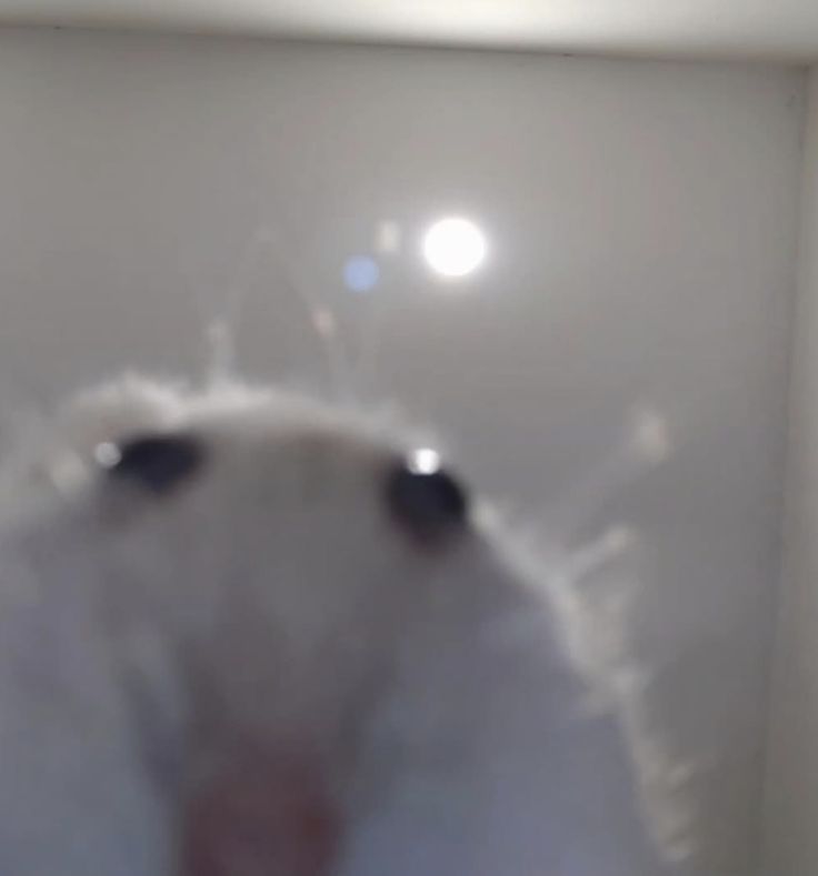 💜Moony!!🔮comms open🎭 tweet media