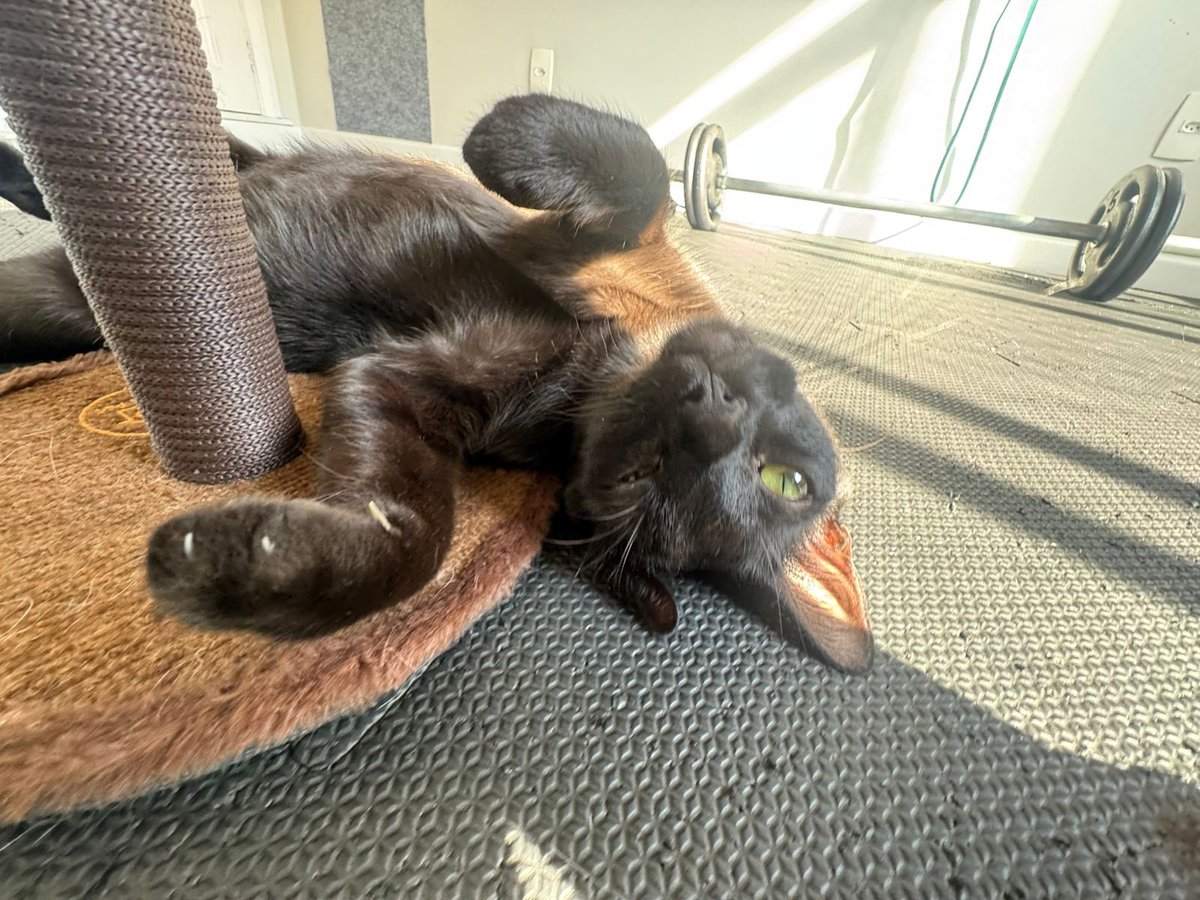 Marina Sena tweet media