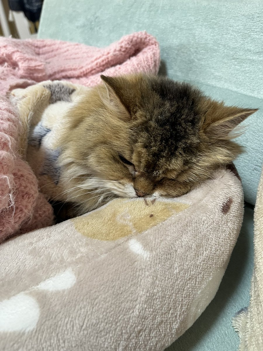 ジュンコ tweet media