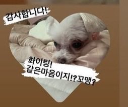 h2_jin17's tweet photo. 국제 강아지의 날 축하해 ~~
🫳🏻🫳🏻
🐶🐶 https://t.co/imMFaj9dxu