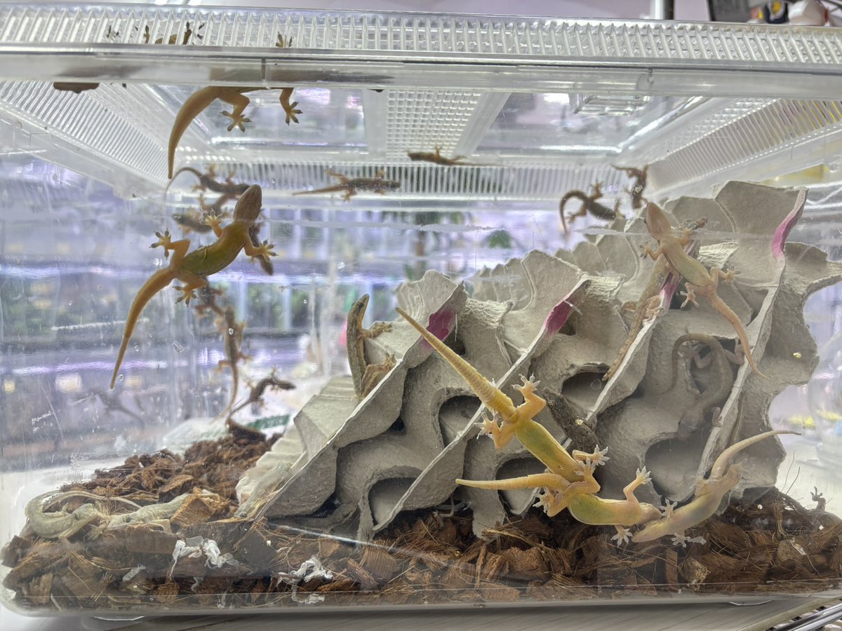 CANDLE 横浜店 tweet media