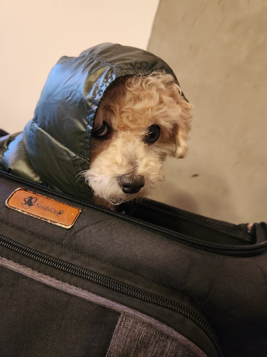 こおり健太official tweet media