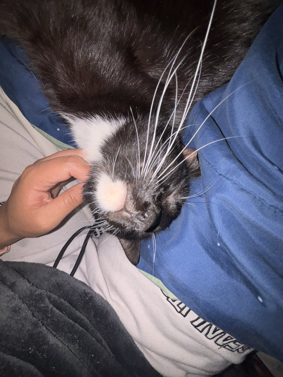 noelle 🤫 tweet media