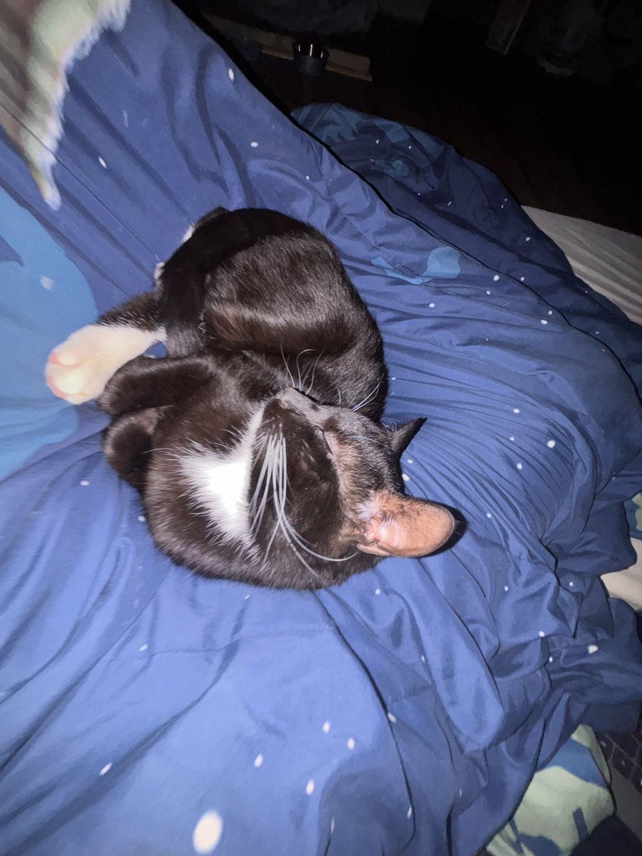 noelle 🤫 tweet media