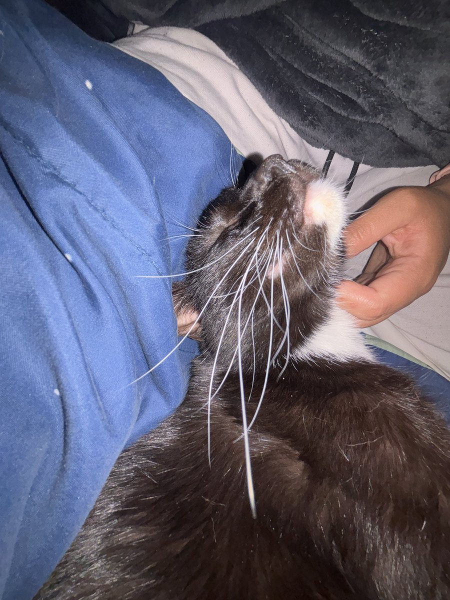 noelle 🤫 tweet media