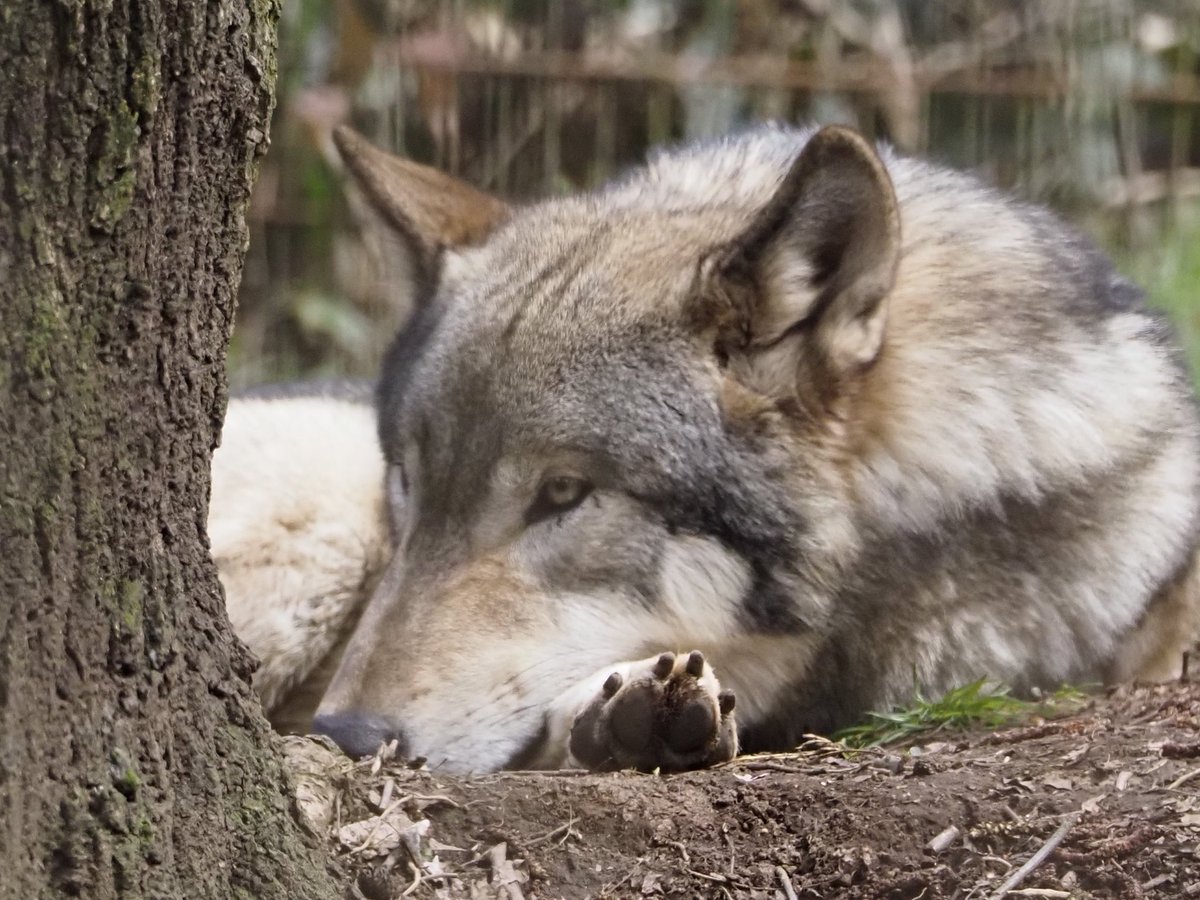 りくら tweet media