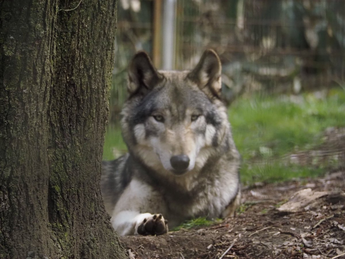 りくら tweet media