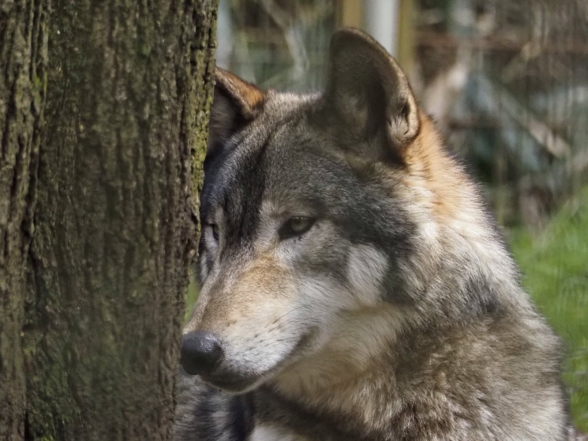 りくら tweet media