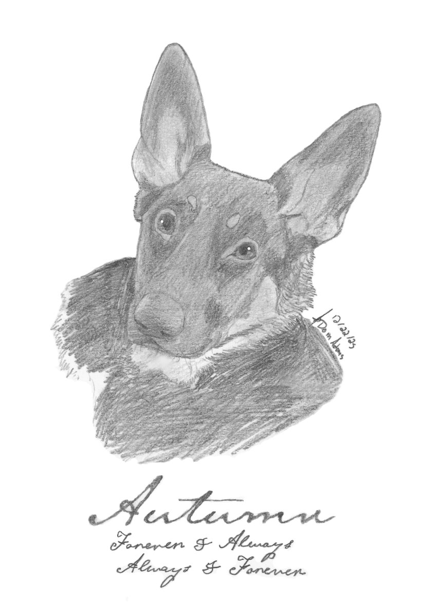 Dominic___24's tweet photo. My nana requested a portrait for her friend of his dog that passed away a while back.

#art #drawing #illustration #sketch #gift #request #pet #canine #dog #doggo #cursivewriting https://t.co/AYFGMKmzC5