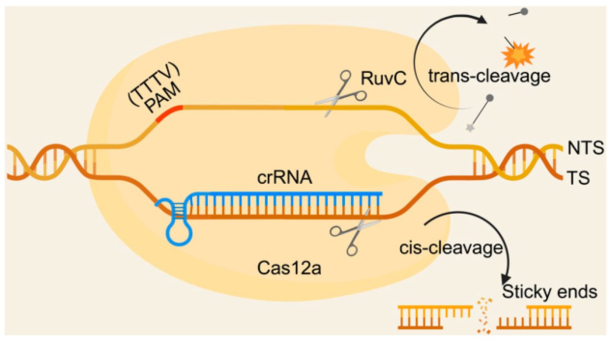 Biosensors_MDPI's tweet image. 📣Call for Reading:

#Review
CRISPR/Cas12a-Based Biosensing: Advances in Mechanisms and Applications for Nucleic Acid Detection

by Kun Du et al.

mdpi.com/2079-6374/15/6…

#CRISPR #NucleicAcid #screening #IsothermalAmplification
#biosensors #mdpi #openaccess