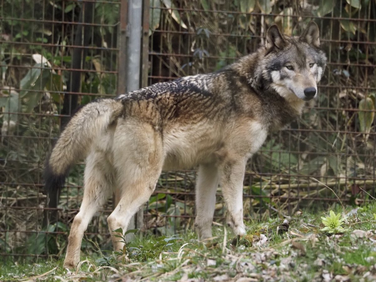 りくら tweet media