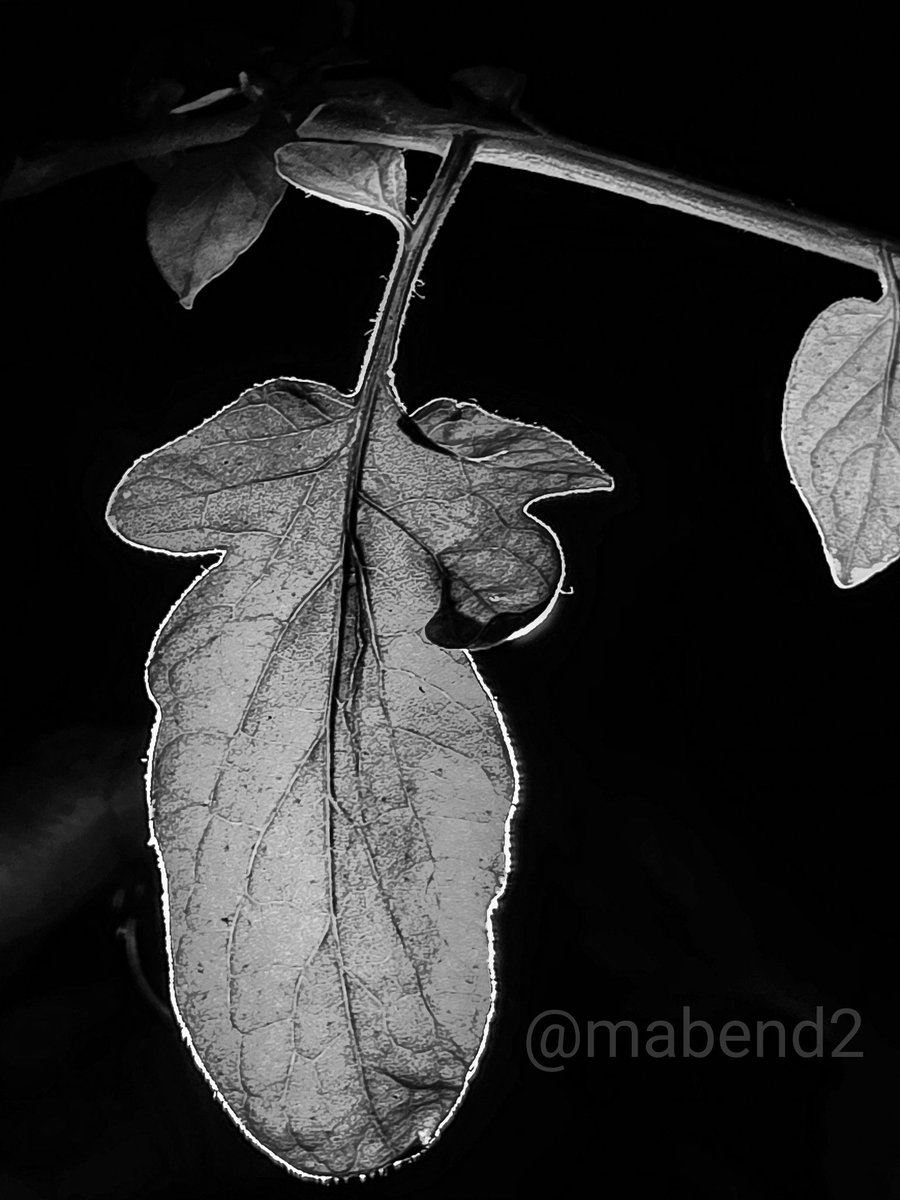 mabend2's tweet image. Let us see your captures for Monochrome Monday. 

From my little garden 🍃 

#theme_pic_India_Monochrome