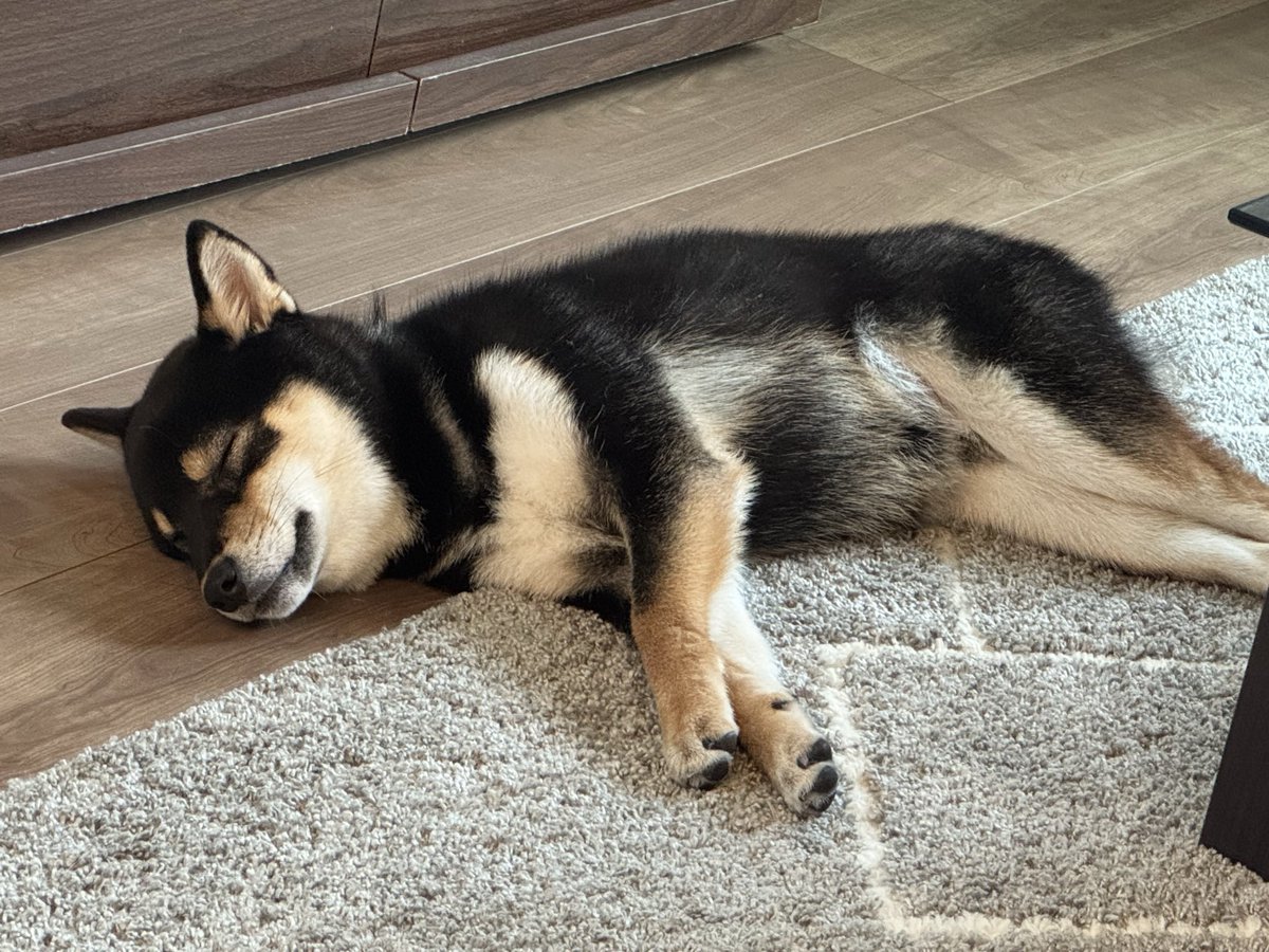 柴犬おこげ tweet media