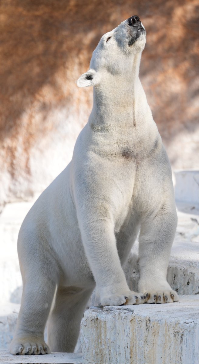 あきひん tweet media