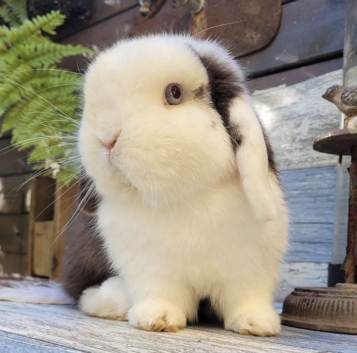 Tweet of Animals tweet media