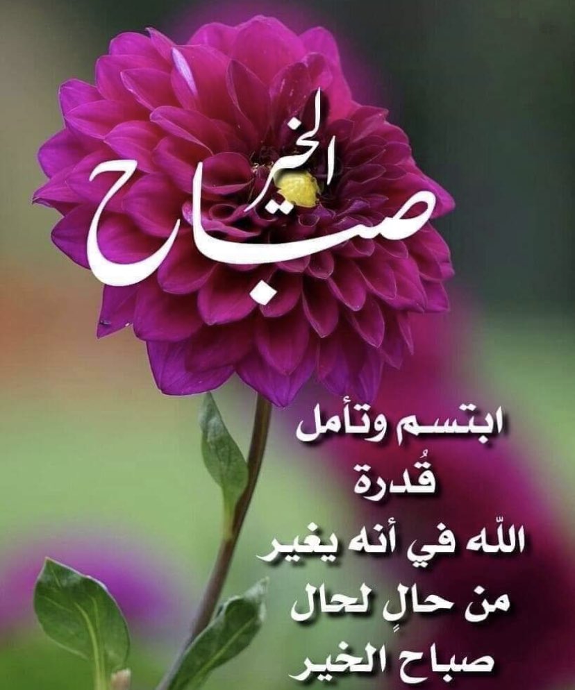 Hana Kareem tweet media