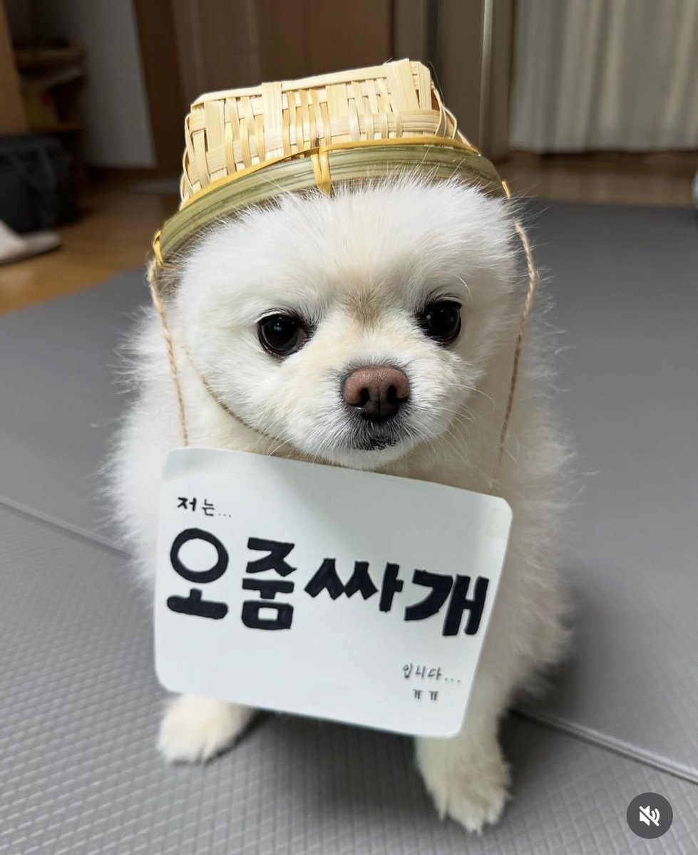 새우초밥 tweet media