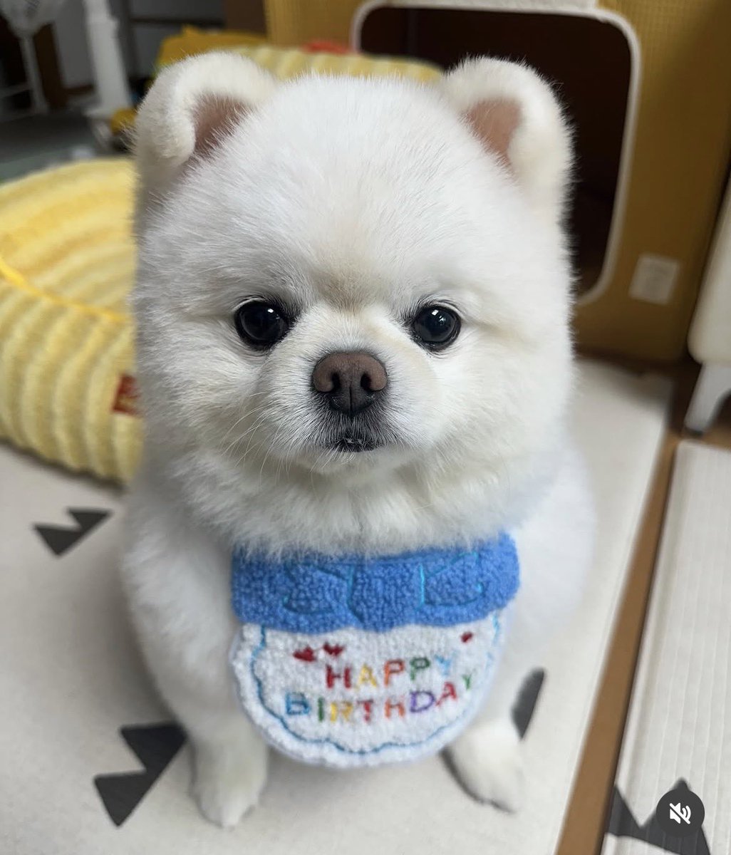 새우초밥 tweet media