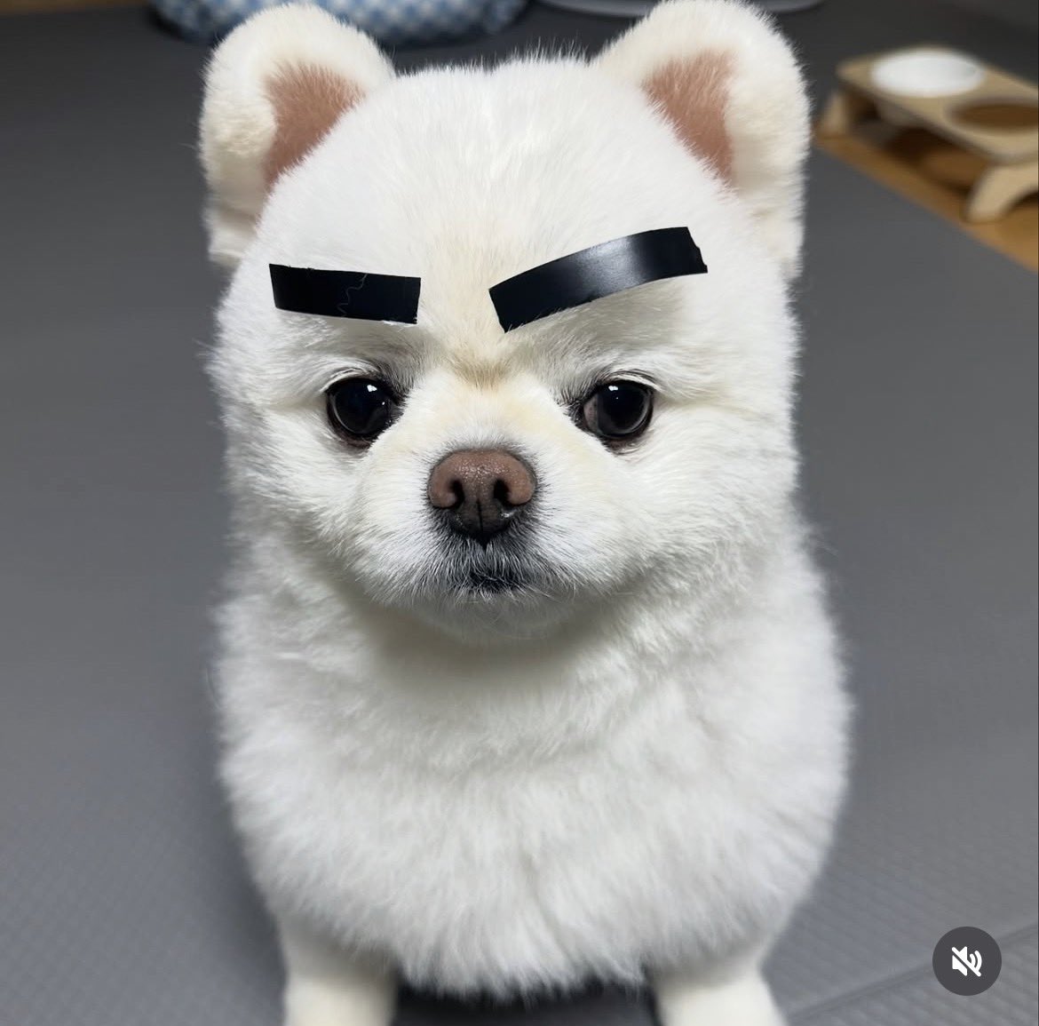 새우초밥 tweet media