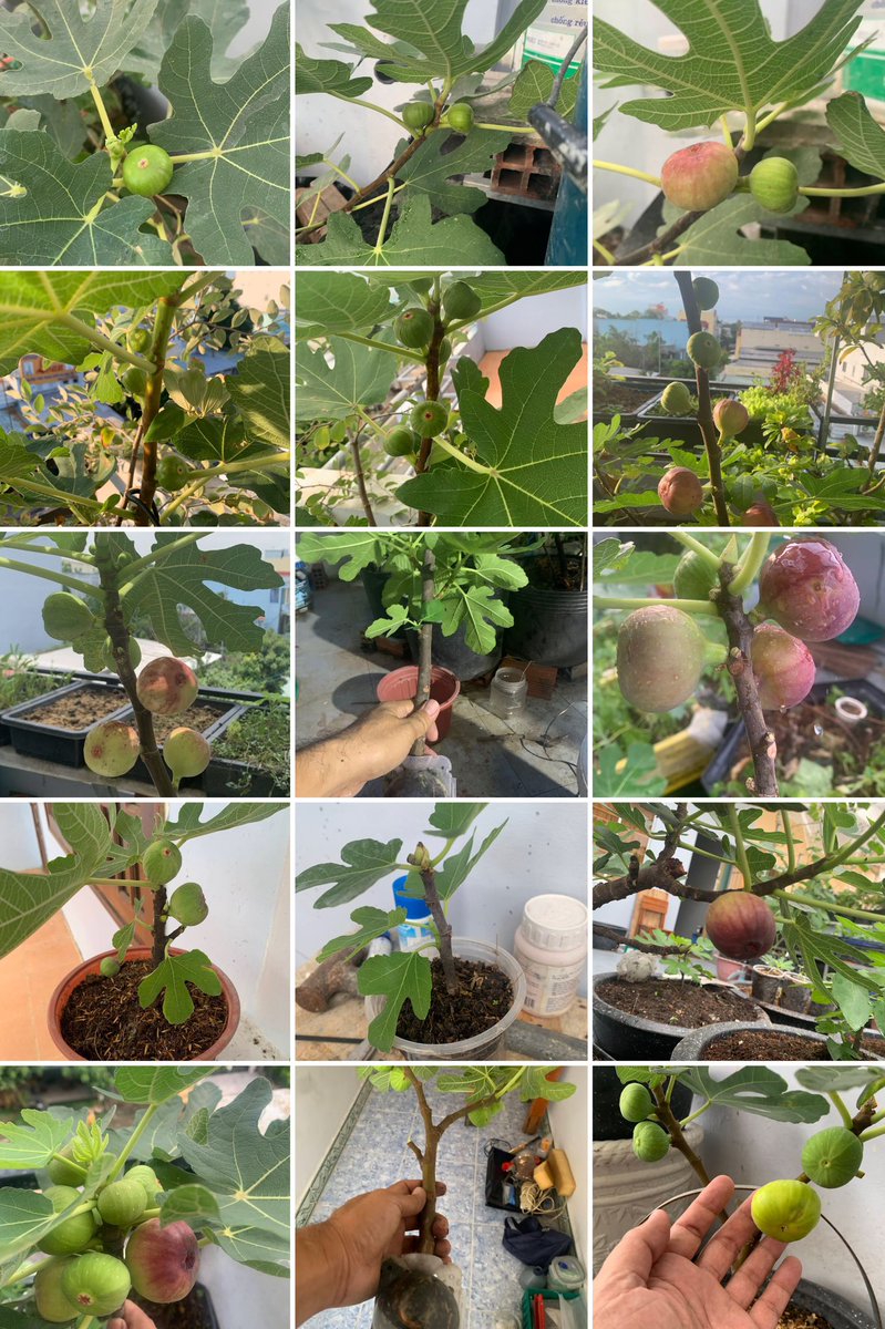 Lưu Dũng | Ben tweet media