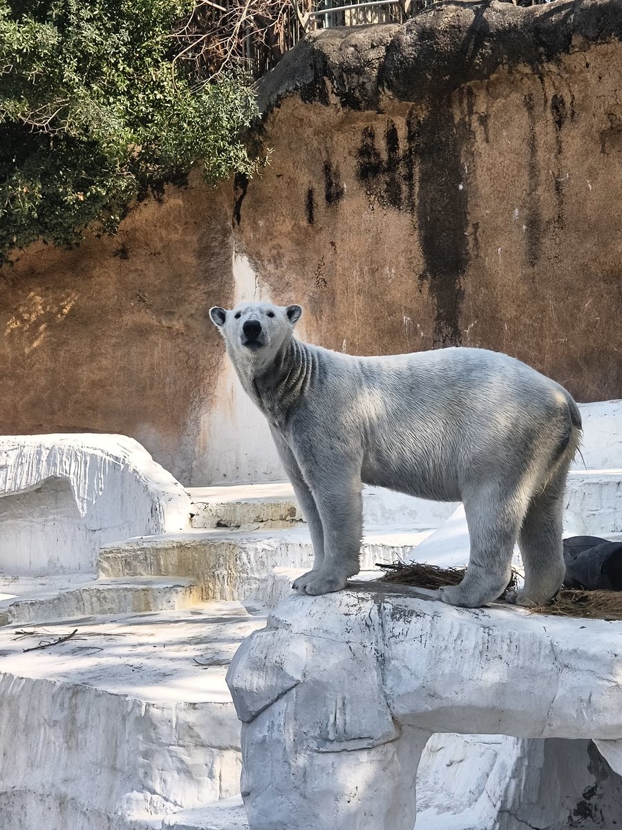 🥬mizuki🐻❄️🥬 tweet media