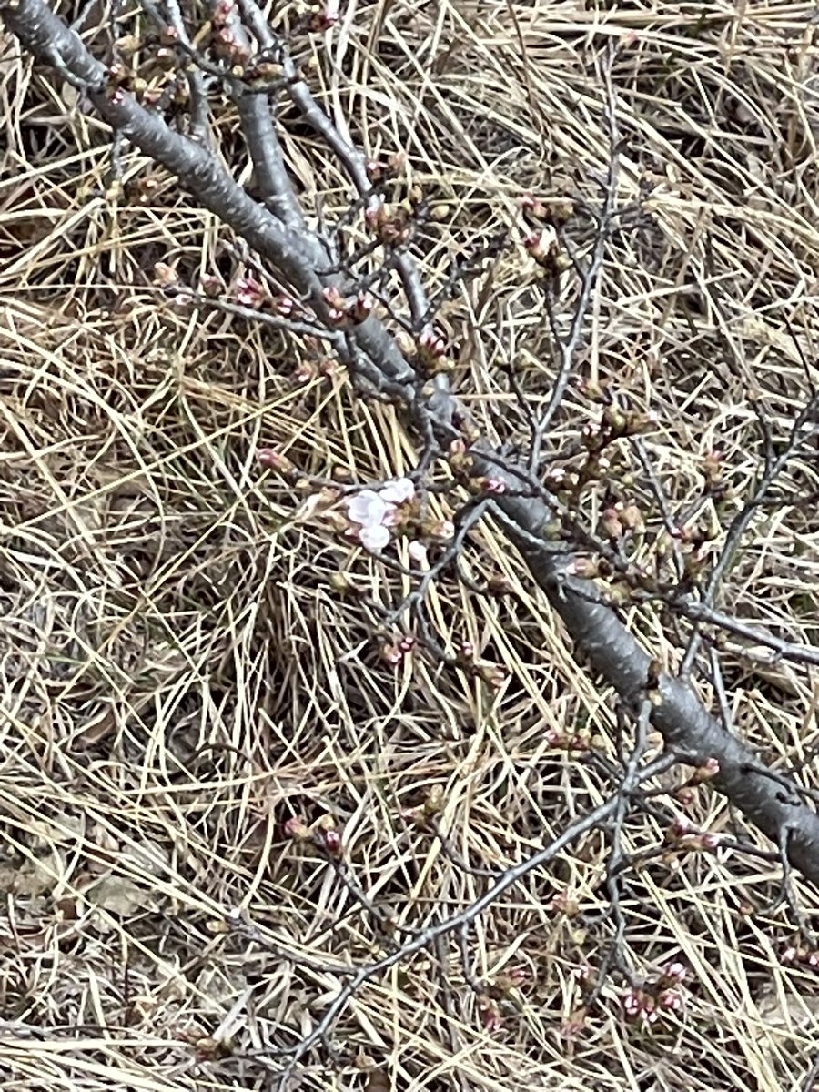 セイブ・ザ・ヒロシマ（ＳＴＨ） tweet media