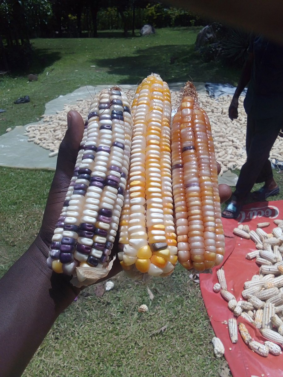 Son of a Farmer. tweet media