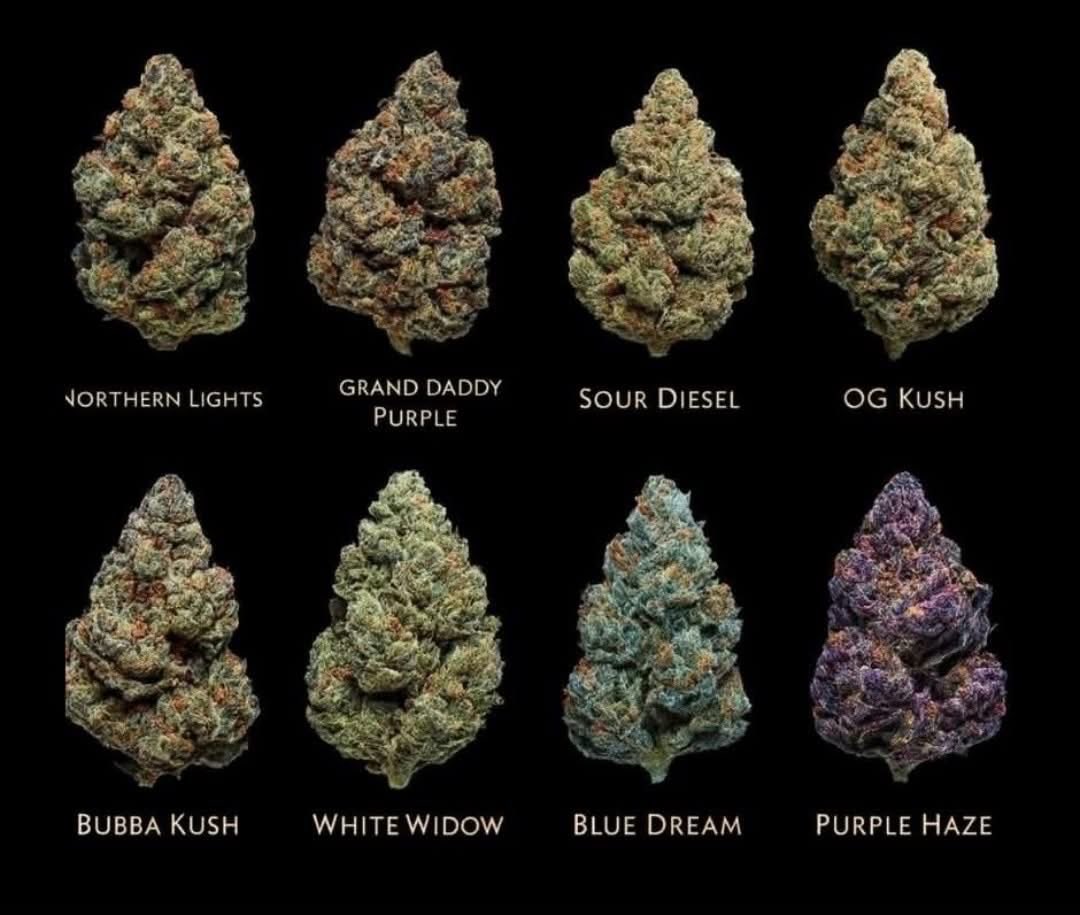 STONERS R US 🍃 tweet media