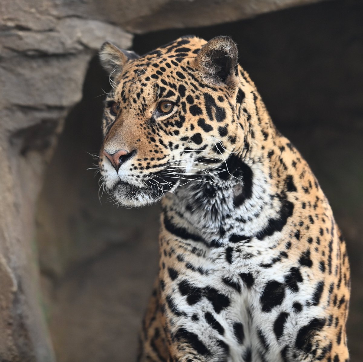 uber_tiger～トラネコとライオンネコ～ tweet media