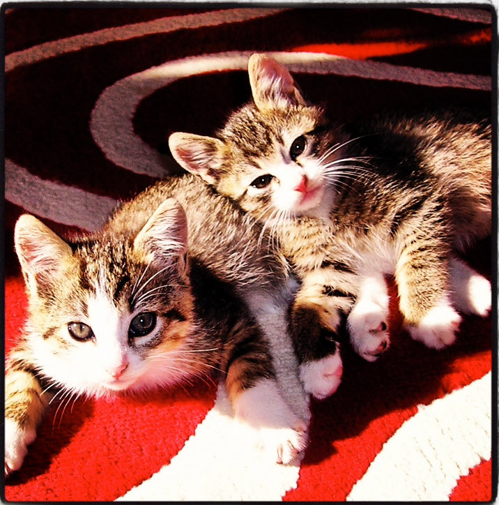 KᗩTᗩᗰᗩᑕ 🇺🇸🇳🇿🇨🇦 ✨⭐️✨⭐️✨⭐️ tweet media