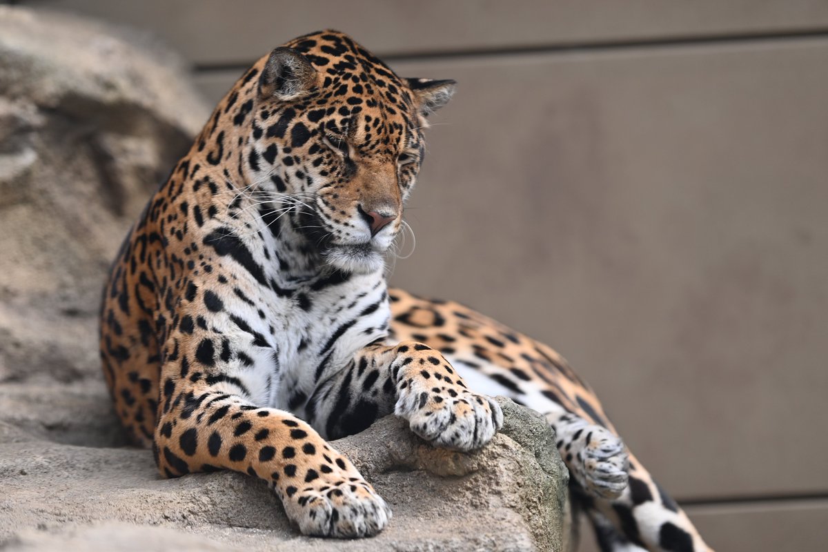 uber_tiger～トラネコとライオンネコ～ tweet media