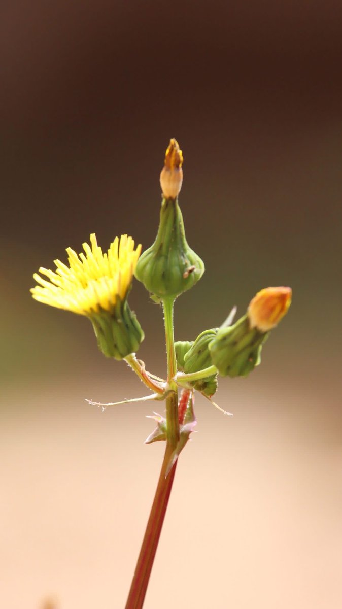 elguerolanchero's tweet image. #theweekend #misc capturing the little things we might missed because our busy life. Have a great next week and hope you’re doing well keep enduring don’t give up, there’s more out there than this life as we know it. Keep an eye on things but thing let them take you down.