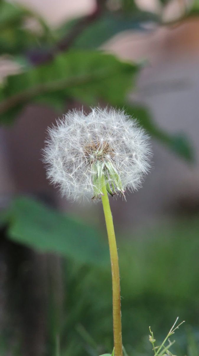 elguerolanchero's tweet image. #theweekend #misc capturing the little things we might missed because our busy life. Have a great next week and hope you’re doing well keep enduring don’t give up, there’s more out there than this life as we know it. Keep an eye on things but thing let them take you down.