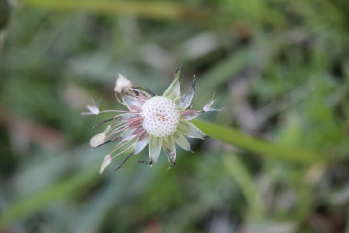 elguerolanchero's tweet image. #theweekend #misc capturing the little things we might missed because our busy life. Have a great next week and hope you’re doing well keep enduring don’t give up, there’s more out there than this life as we know it. Keep an eye on things but thing let them take you down.