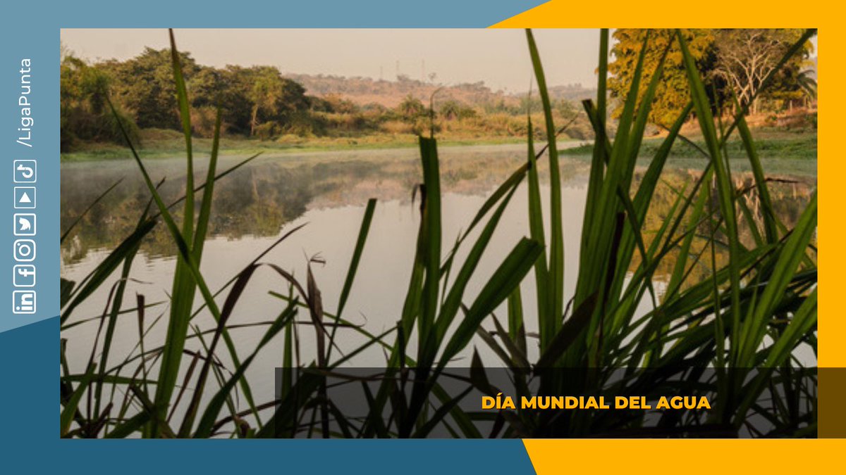 Liga de Punta del Este tweet media