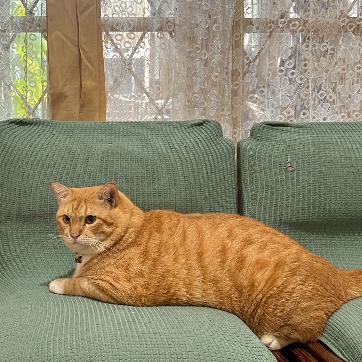 Pak RT Koko tweet media