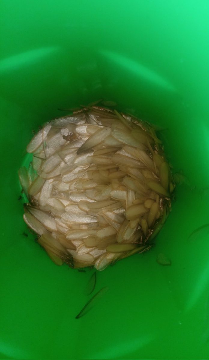 Kiplangat Kerich C. 🇰🇪 🇯🇵 tweet media