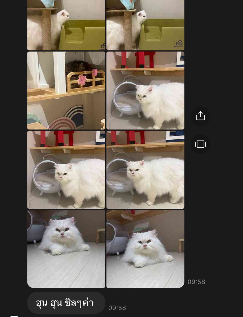 นีนี่ฮุนฮุนเป็นน้องพี่หมี🐻🐱 tweet media