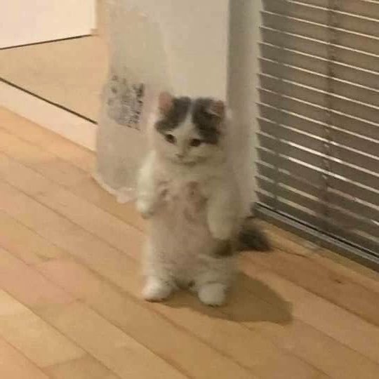 lucky ruby 🐈‍⬛ tweet media