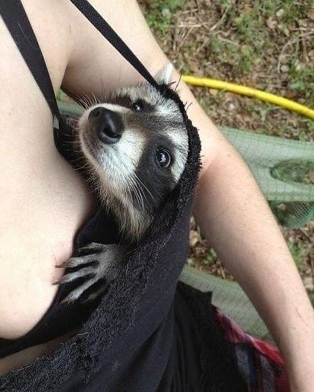 Hᴀɴɴᴀʜ – 🦝 tweet media