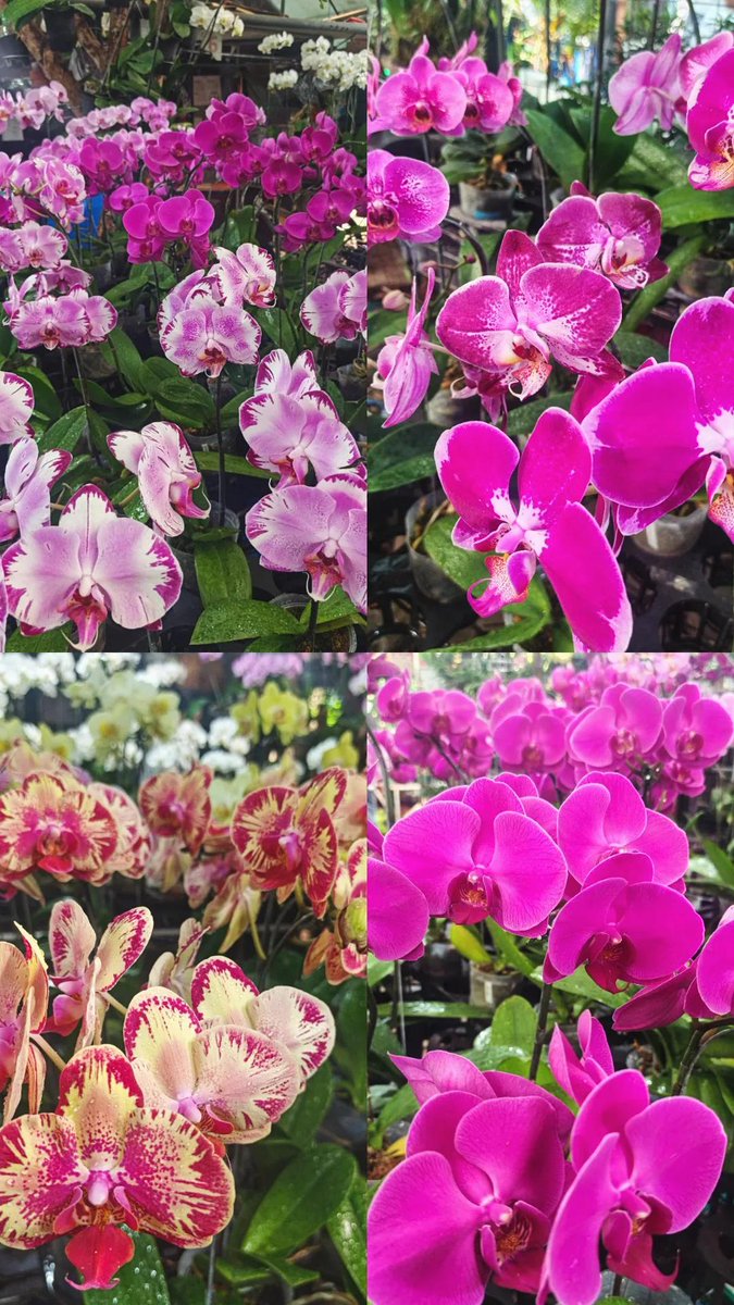Phalaenopsis 'Moth Orchid'. 💖