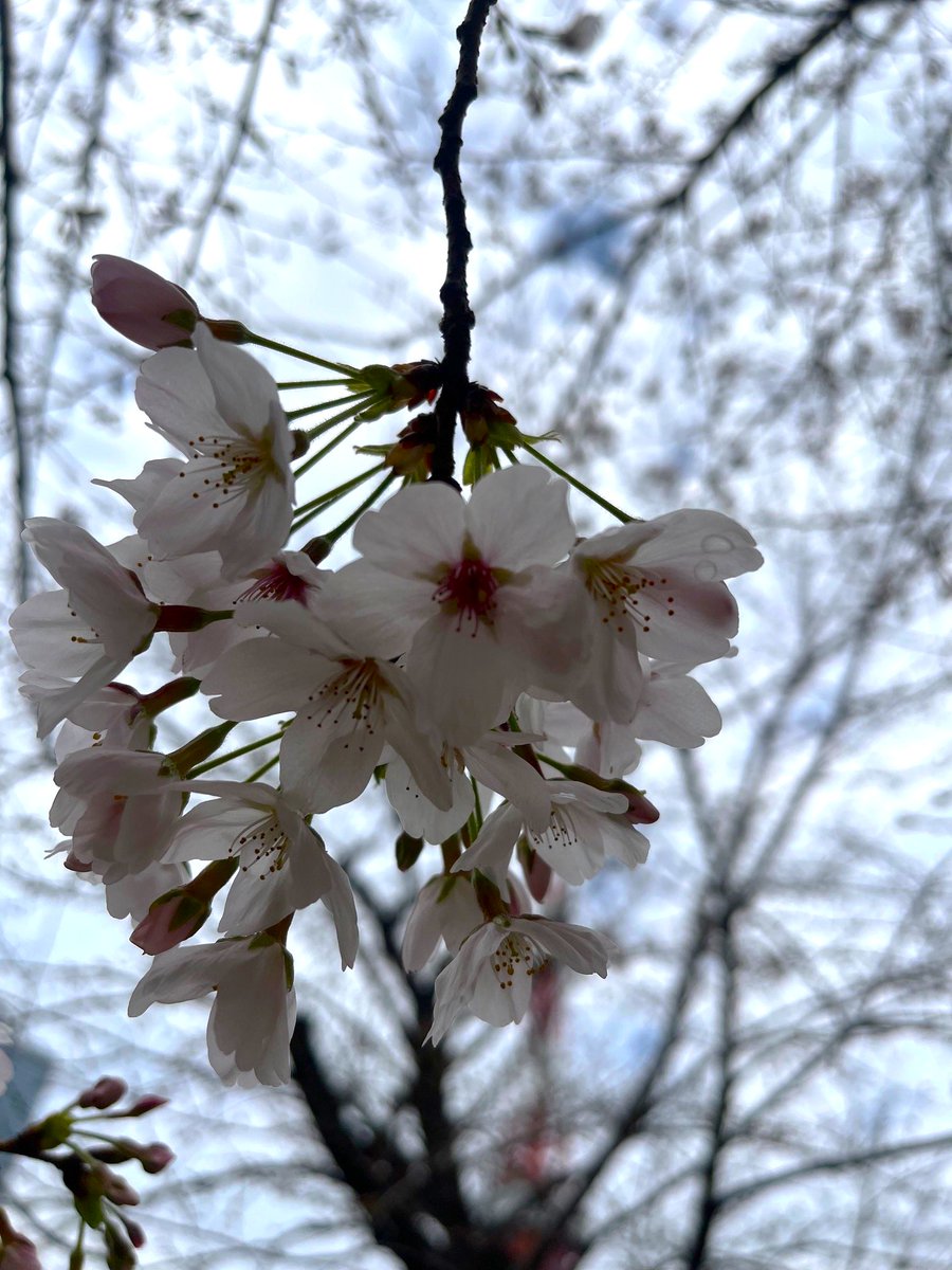 都立芝公園 tweet media