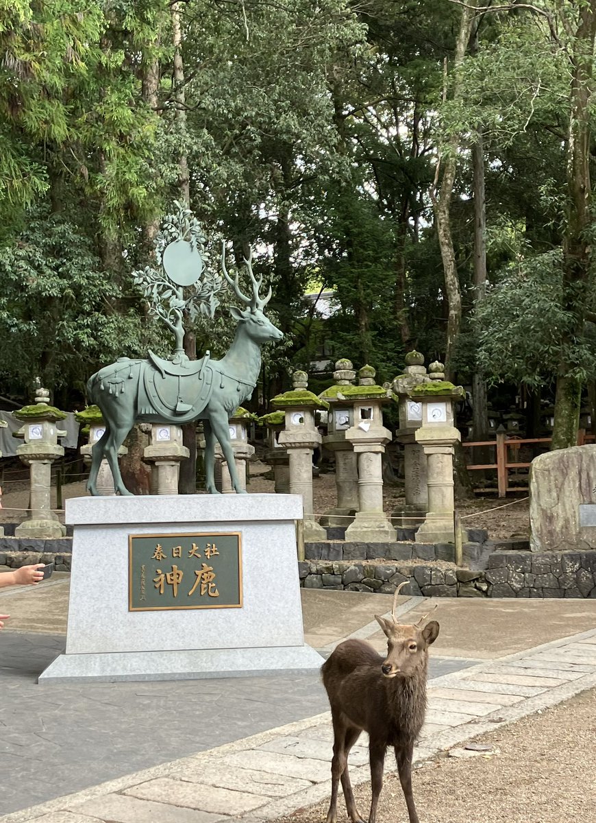 nirinsou99's tweet photo. @ichi045 春日大社！私、姫路の原画展の帰りに行ったんですよ〜‼️今は桜咲いてるんですね😆 https://t.co/dk7RJlyBwM