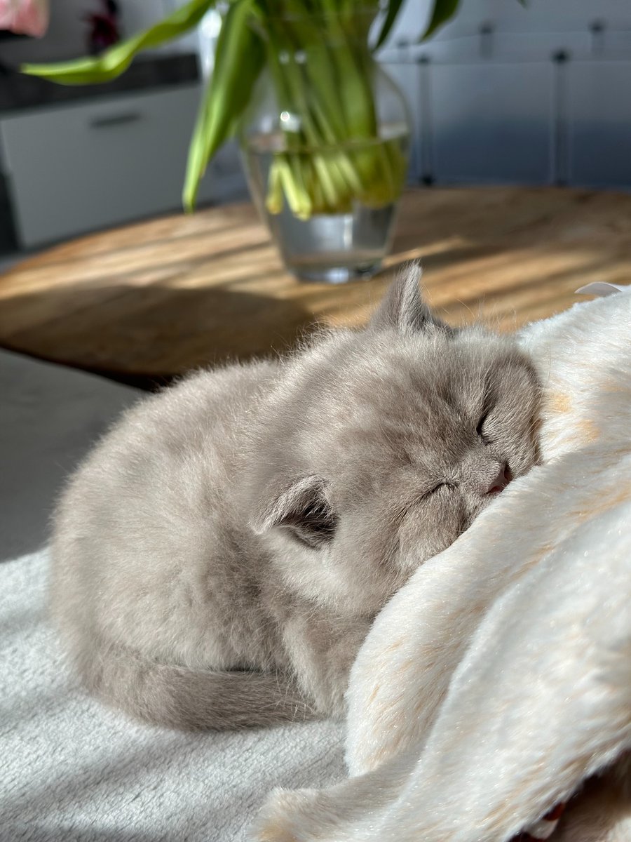 cutest cats tweet media