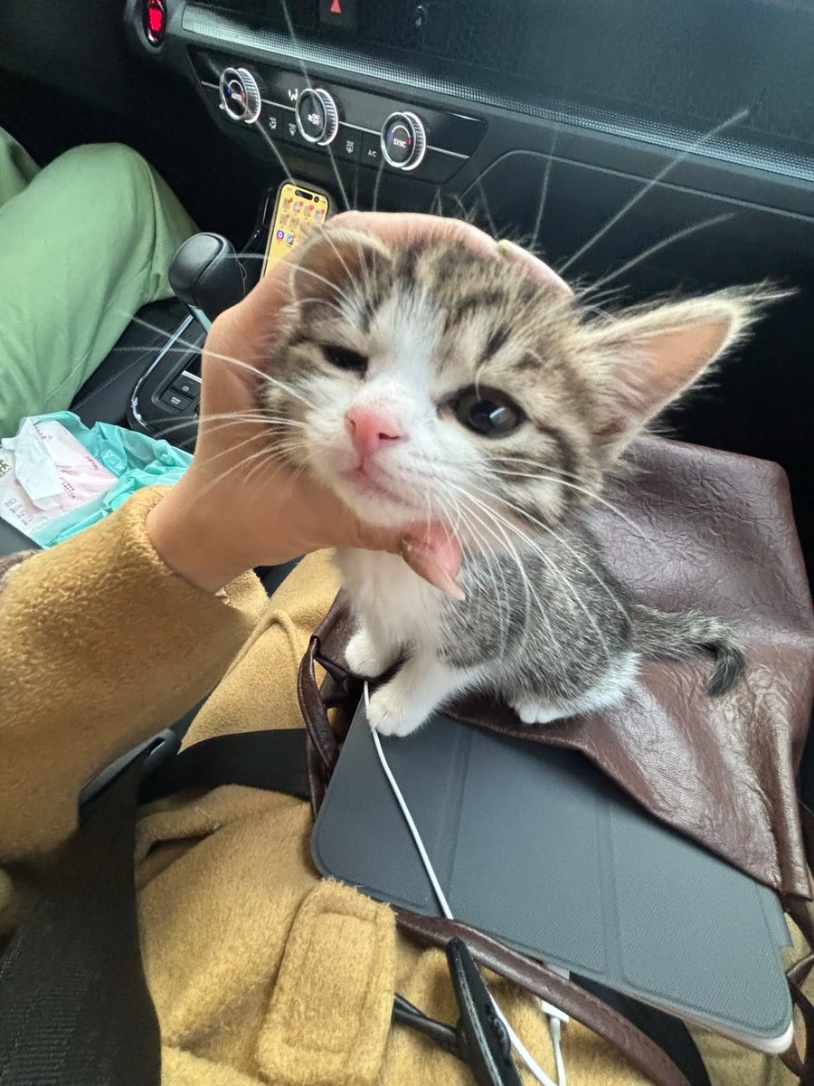 cutest cats tweet media