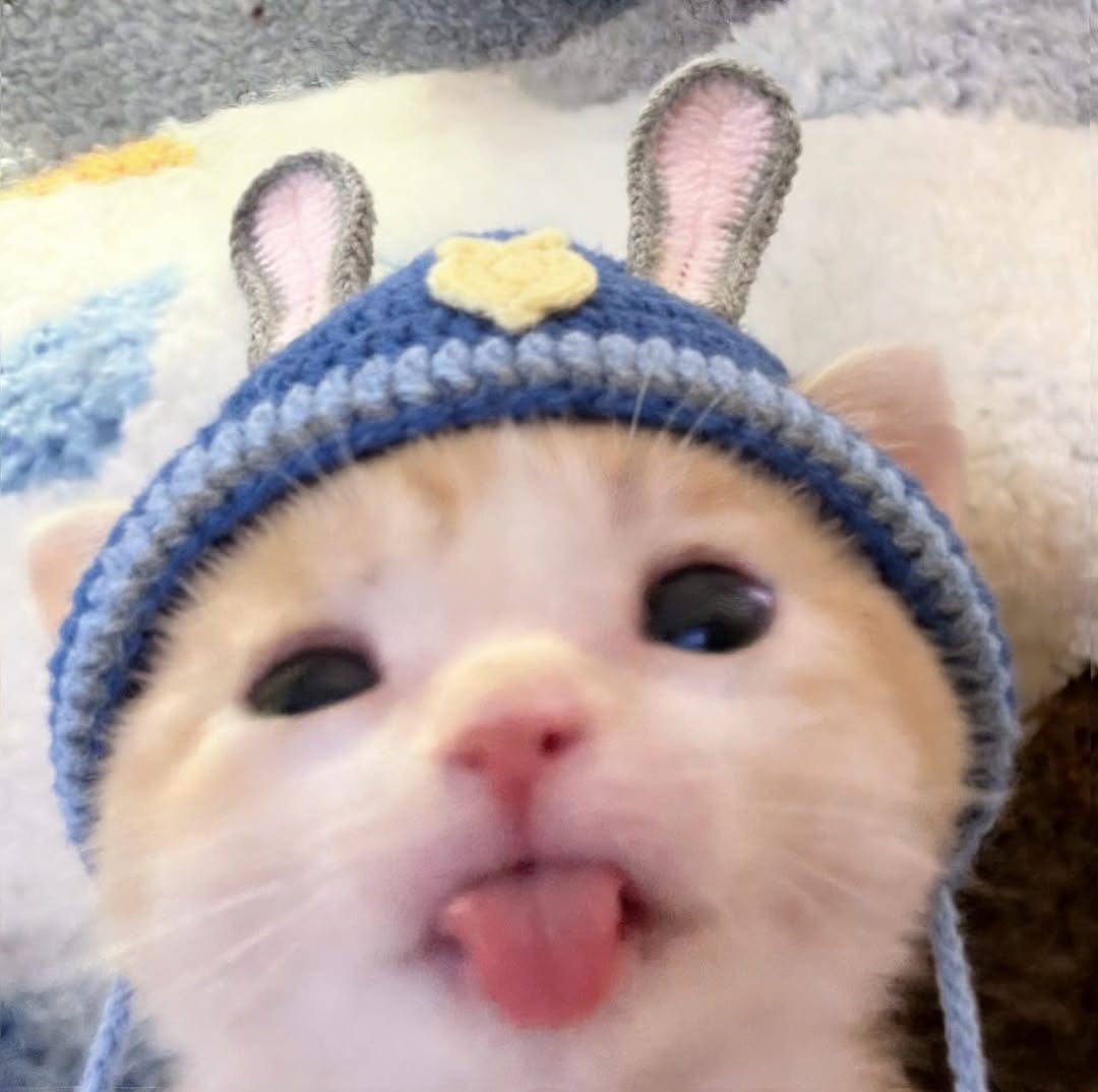 cutest cats tweet media