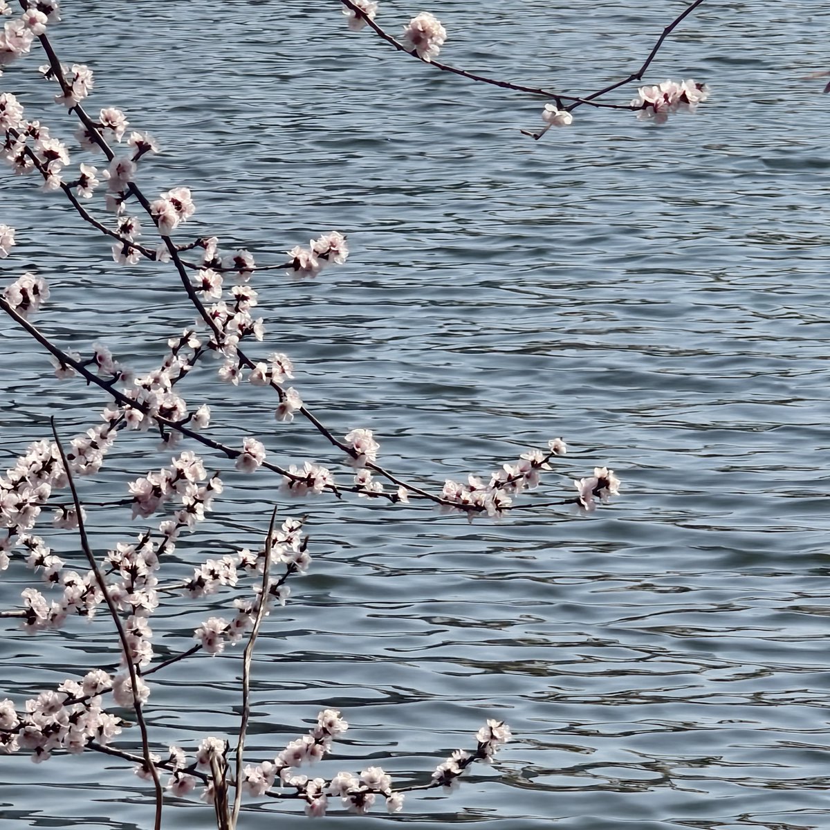 TianjinUniv1895's tweet photo. Spring has arrived at Tianjin University!
Ducks glide across the lake, flowers bloom along the banks.β¨
Photos by: Zhang Jingxuan
#TianjinUniversity #SpringFlowers #SpringinCampus https://t.co/qY1jiiaBM3