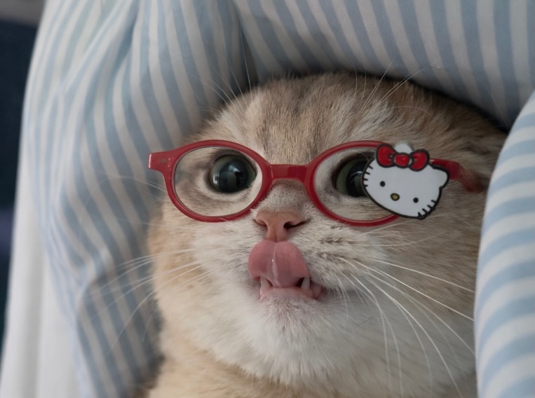 cutest cats tweet media
