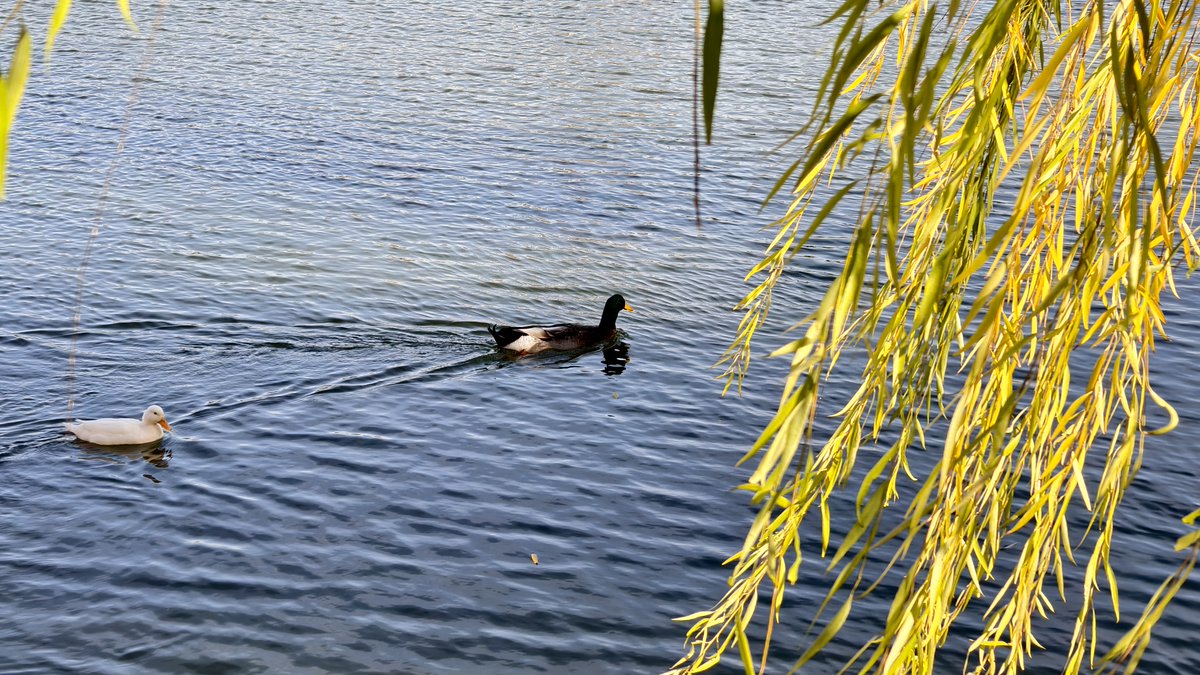 TianjinUniv1895's tweet photo. Spring has arrived at Tianjin University!
Ducks glide across the lake, flowers bloom along the banks.β¨
Photos by: Zhang Jingxuan
#TianjinUniversity #SpringFlowers #SpringinCampus https://t.co/qY1jiiaBM3