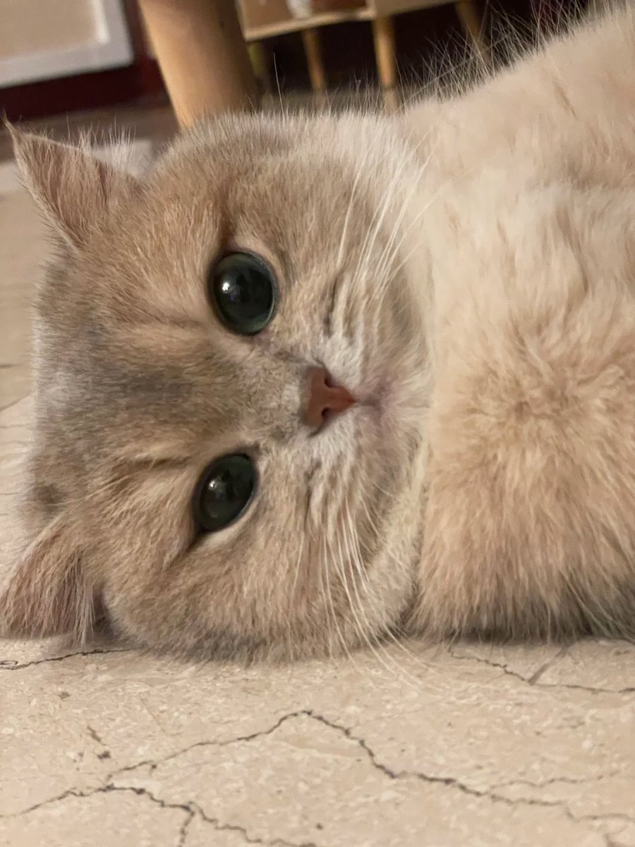 cutest cats tweet media